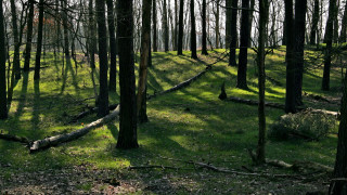 Grassy area trees bench land - andy goldsworthy free wallpaper
