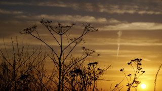 Sunset plane tree bamboo moon - a few leaf free wallpaper