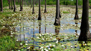 Swamp waterlilies trees bridge cityscape - charles ragland bunnell free wallpaper