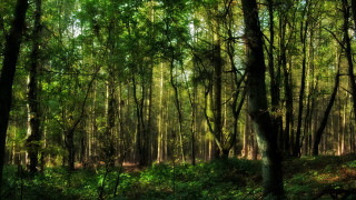 Forest green trees grass nature 2 - lot of trees and grass free wallpaper