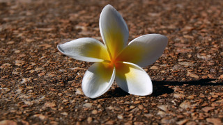 White flower brown ground rocks - a single white flower free wallpaper