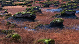 Mossy rocks field water sunset - mossy free wallpaper