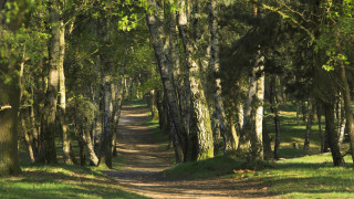 Dirt road forest bench nature - de hirsh margule free wallpaper