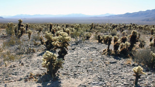 Desert cactus mountains landscape nature - ambrose mccarthy patterson free wallpaper