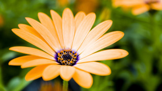 Yellow flower bee bokeh macro - a bee free wallpaper