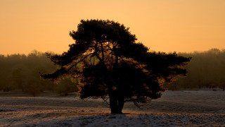 Tree sunset snow backlighting autumn - a sunset in the background free wallpaper