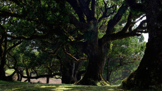 Trees grass bench night starry - a group of trees free wallpaper