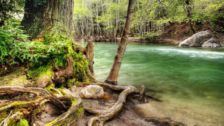 River tree rock bridge nature - river free wallpaper