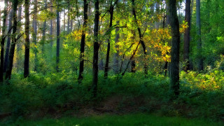 Forest green trees tall grass - lot of trees free wallpaper