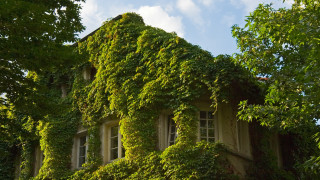 Ivy building clock sky park - vine free wallpaper