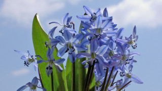 Blue flowers vase table sky - a vase free wallpaper