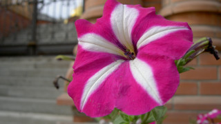 Pink flower brick wall opart - fanny mcian free wallpaper