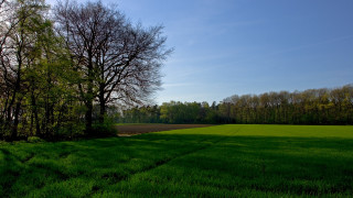 Field trees dirt path blue - a few cloud free wallpaper for desktop