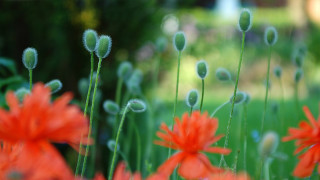 Flower bubble bokeh blurry field - shallow free wallpaper for desktop