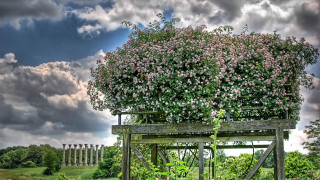 Large bush flowers field cloudy - dennis ashbaugh free wallpaper for desktop