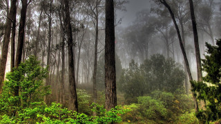Foggy forest bench autumn bush - green plant free wallpaper