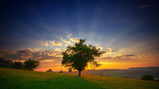 Tree sunset clouds field horizon 2 - naturalism free wallpaper