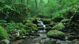 Lush forest stream waterfall rocks 5 - a stream free wallpaper
