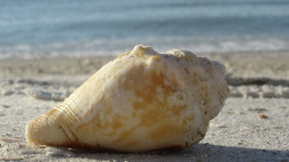 Shell sand beach ocean sky - beach free wallpaper