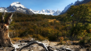 Tree stump forest mountains blue - carl critchlow free wallpaper