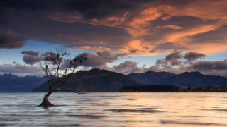 Lone tree lake mountains sunset - dawn free wallpaper