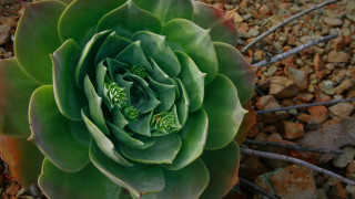 Large green plant leaves rock - anne geddes free wallpaper