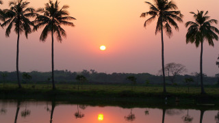 Sunset palm trees water shore - palm tree and a body of water free wallpaper