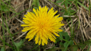 Yellow flower macro bokeh blurry - a yellow flower free wallpaper