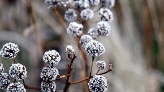 Snow flower branch macro winter - a close up of a plant free wallpaper
