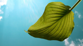 Large green leaf sky clouds 2 - anne geddes free wallpaper