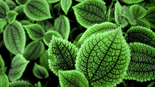 Green leafy plant closeup nature 2 - ernst haeckel free wallpaper