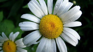 White yellow flower water droplets 3 - petal free wallpaper
