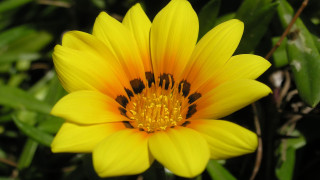 Yellow flower bee macro blurry 3 - a bee free wallpaper