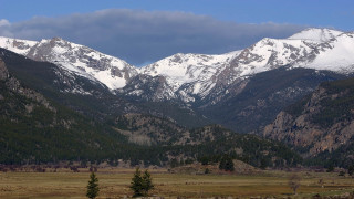 Mountain snow trees cows matte - a few cow free wallpaper