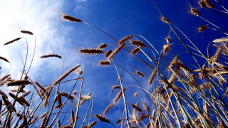 Blue sky tall grass clouds - grass free wallpaper
