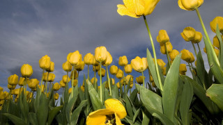 Yellow flowers field cloudy sky - a cloudy sky in the background free wallpaper