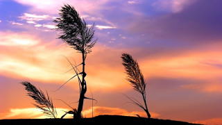 Tree sky clouds branches beach - a few branch free wallpaper