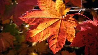 Leaf autumn macro burn fire - a few leaf free wallpaper