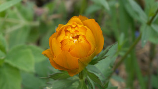 Yellow flower green leaves macro 3 - choi buk free wallpaper