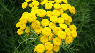 Yellow flowers field green grass - green grass free wallpaper