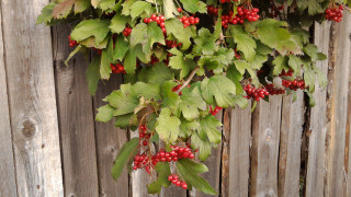 Berries fence leaves red berries - leaf and berries free wallpaper