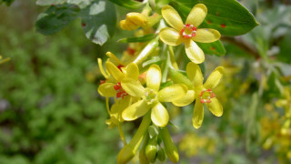 Yellow flowers branch green leaves - a close up of a bunch free wallpaper
