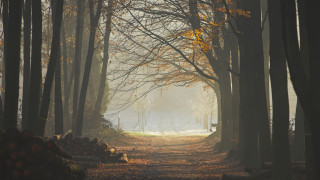 Forest path trees leaves fog - lot of trees free wallpaper