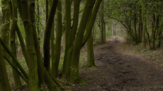 Dirt path woods bench forest - a dirt path free wallpaper