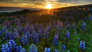 Blue flower sunset water field - the background and a body of water free wallpaper