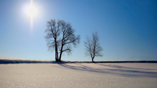 Snowy trees blue sky sun - a couple of trees free wallpaper
