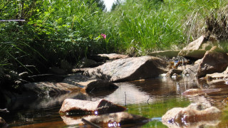 Forest stream rocks birds ecological - the rock free wallpaper