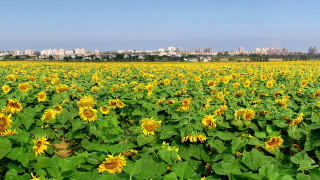 Sunflower field city sky cloud - a city in the distance free wallpaper