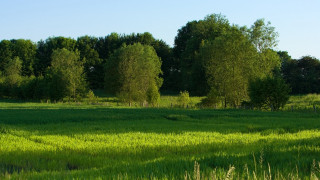 Field trees grass blue sky 7 - de hirsh margule free wallpaper