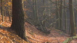 Forest bench autumn leaves fire - lot of trees free wallpaper